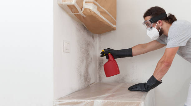 Professional Attic Mold Remediation technician working in Black Diamond, FL