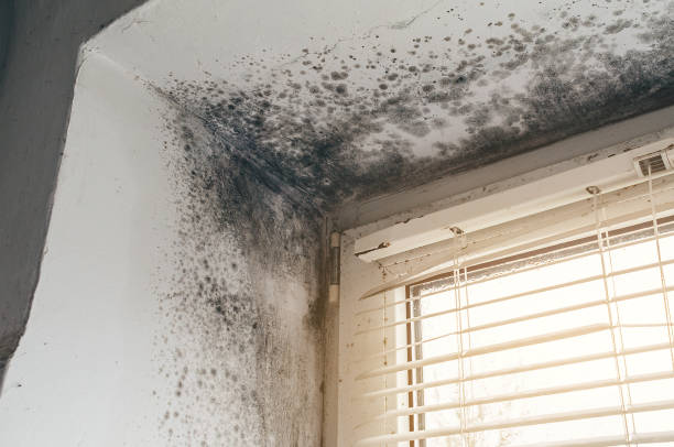 Affordable Attic Mold Remediation solutions in Black Diamond, FL
