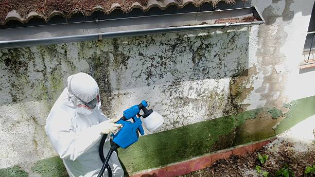 Top rated local Attic Mold Remediation specialists in Black Diamond, FL